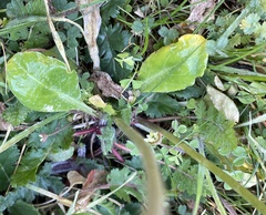Primula clevelandii gracilis