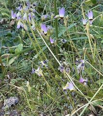 Primula clevelandii gracilis
