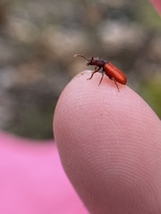 Zenodosus sanguineus