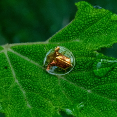 Aspidimorpha sanctaecrucis