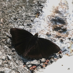 Rohana