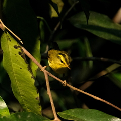 Phylloscopus ricketti