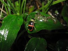 Paratriarius adonis