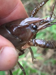 Procambarus spiculifer