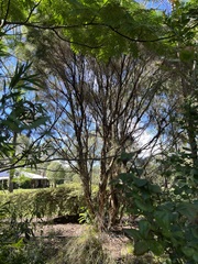 Melaleuca irbyana