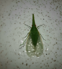 Melicharoptera