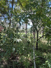 Brachychiton bidwillii