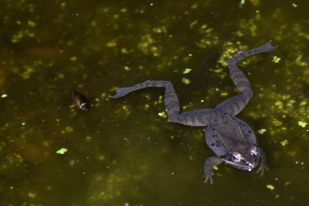 Wood Frog from 22201 Zion Rd, Brookeville, MD 20833, USA on March 06