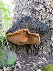 Phellinus everhartii