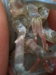 Procambarus spiculifer