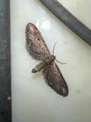 Eupithecia subapicata