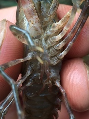 Procambarus spiculifer