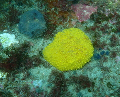 Polymastia crocea