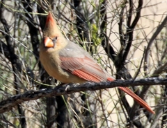 Cardinalis cardinalis superbus