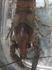 Procambarus spiculifer
