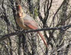 Cardinalis cardinalis superbus