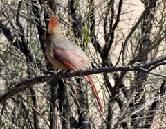 Cardinalis cardinalis superbus