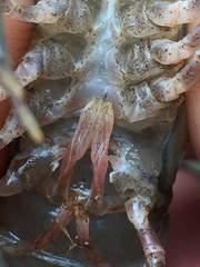 Procambarus spiculifer