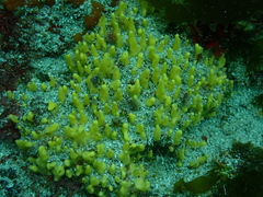 Ciocalypta polymastia