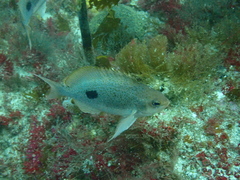 Caesioperca lepidoptera