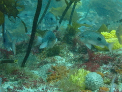 Caesioperca lepidoptera