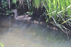 Anas platyrhynchos