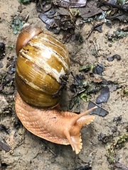 Megalobulimus popelairianus