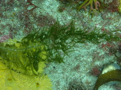 Caulerpa flexilis