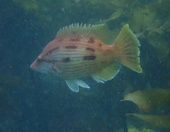 Bodianus unimaculatus