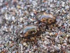 Phaleromela variegata