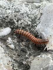 Eurymerodesmus melacis