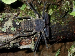 Phrynus pseudoparvulus