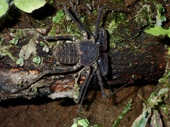 Phrynus pseudoparvulus