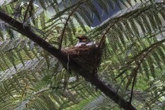 Pycnonotus bimaculatus