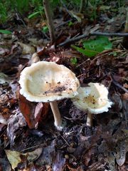 Melanoleuca alboflavida