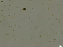 Cryptista