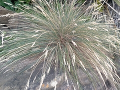 Poa astonii