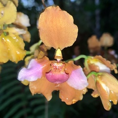 Cyrtochilum volubile