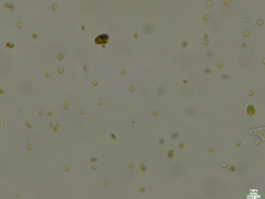 Cryptista