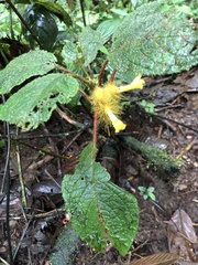 Glossoloma sprucei