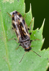 Prothalpia holmbergi