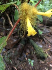 Glossoloma sprucei