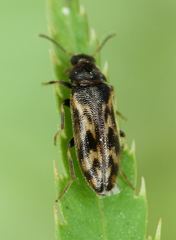 Prothalpia holmbergi