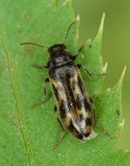 Prothalpia holmbergi