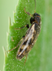 Prothalpia holmbergi