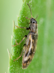 Prothalpia holmbergi