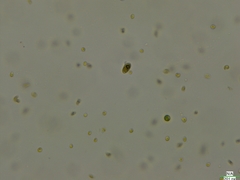 Cryptista