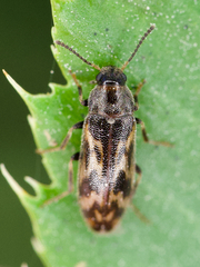 Prothalpia holmbergi