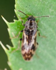 Prothalpia holmbergi