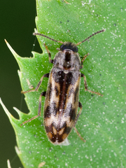 Prothalpia holmbergi